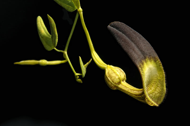 Aristolochia Postrer Rio1