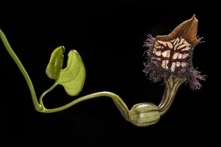 Aristolochia marionii, new