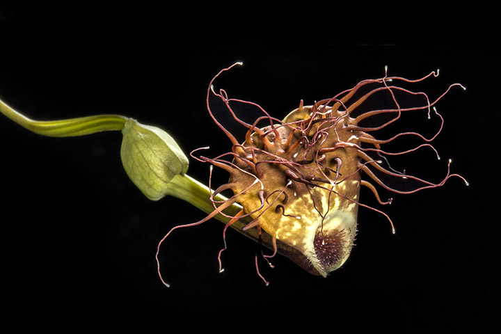 Aristolochia sp. medusa (Cuba)